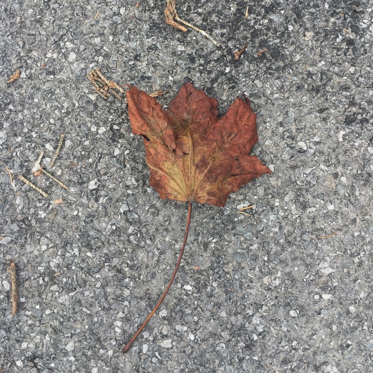 Processed with VSCO with t1 preset